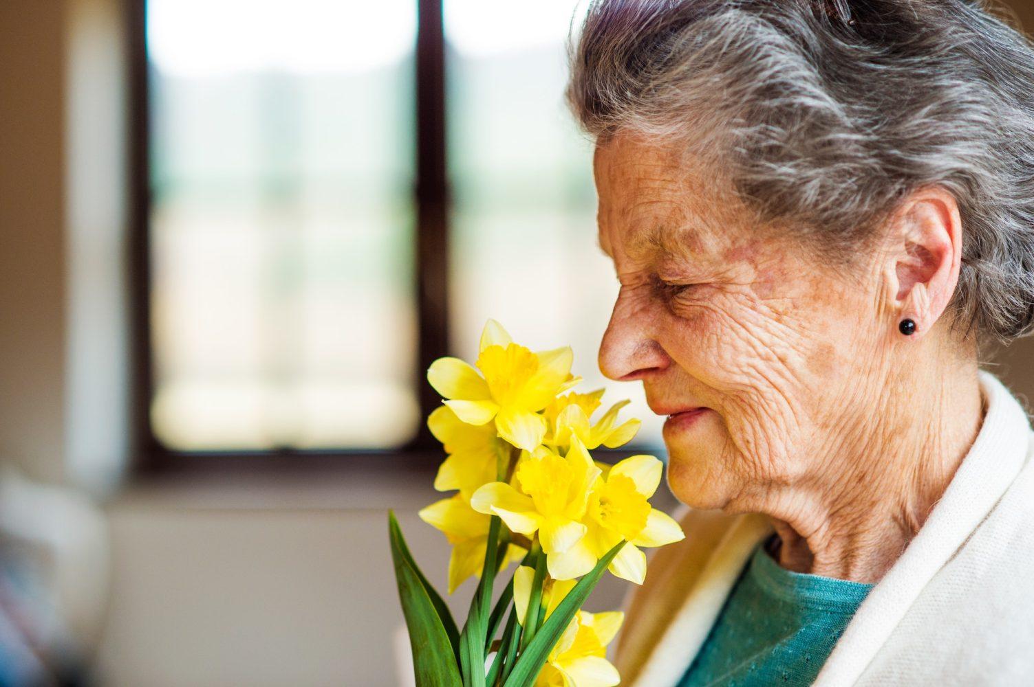 Senior woman by the window smelling bouquet of daffodils